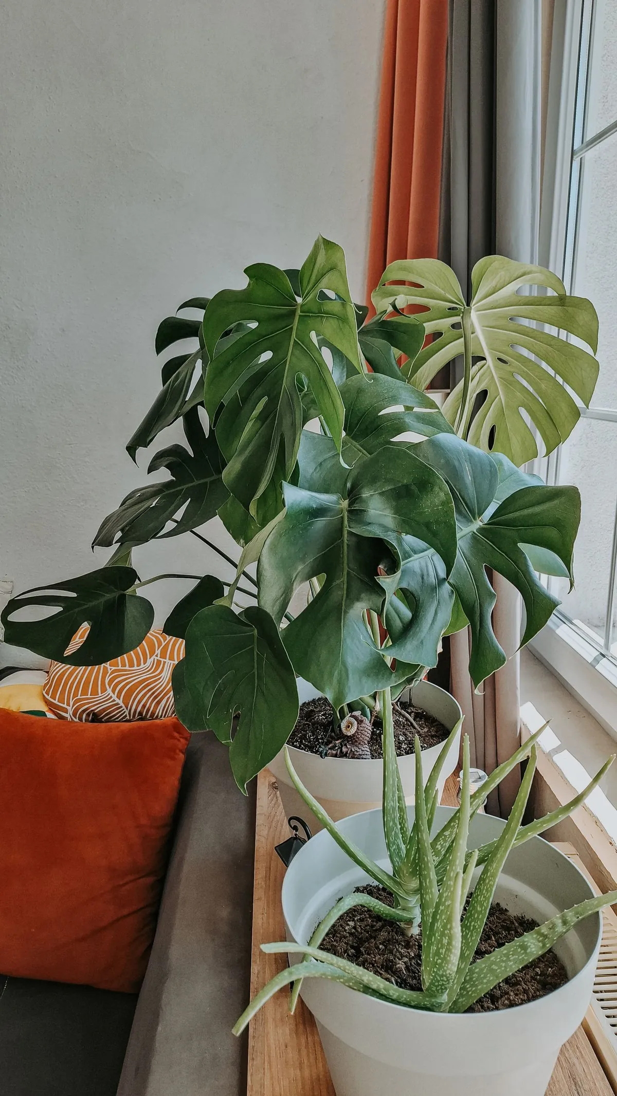 Indoor plants that earn their place on a busy windowsill
